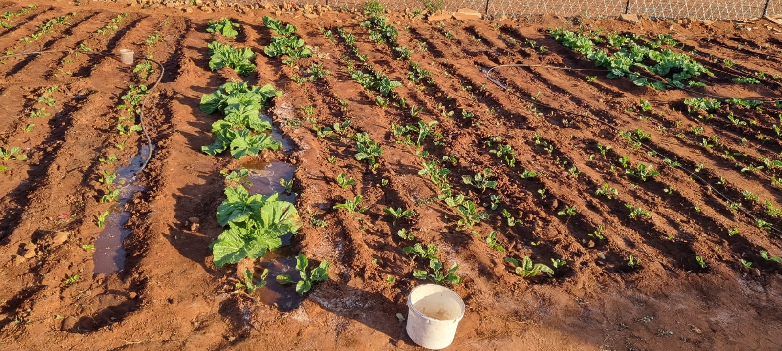Young vegetable seedlings in garden beds