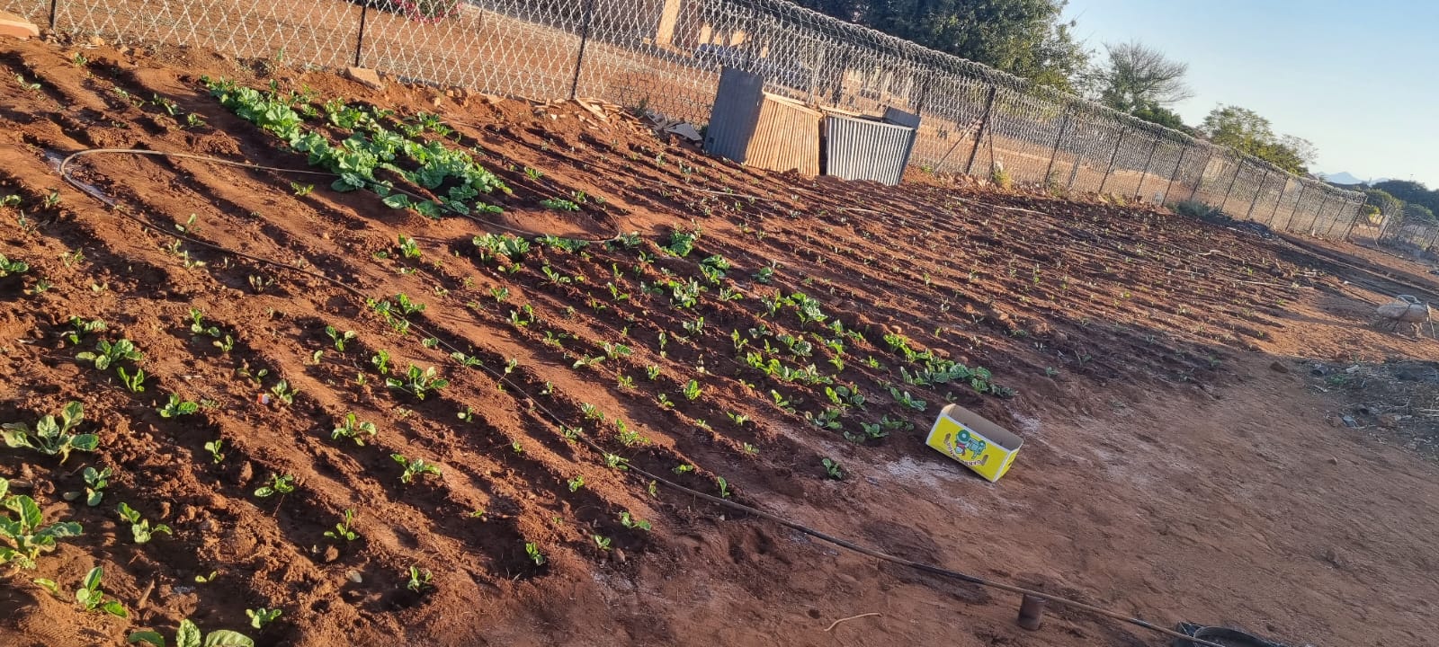 School NSNP garden project overview